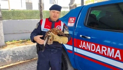 Yozgat&rsquo;ta yaralı şahin koruma altına alındı
