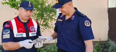 Yozgat&rsquo;ta yavru baykuşa Jandarma ekipleri şefkat eli uzattı
