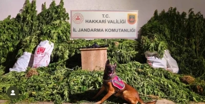 Yüksekova’da 630 kök kenevir ve 61 kilo esrar ele geçirildi
