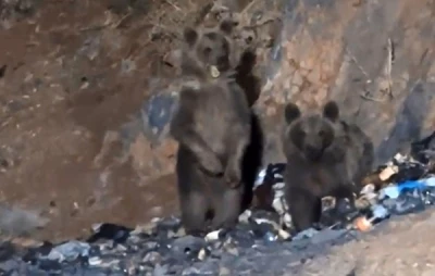 Yüksekova’da aç ayılar şantiye çöplüğüne indi
