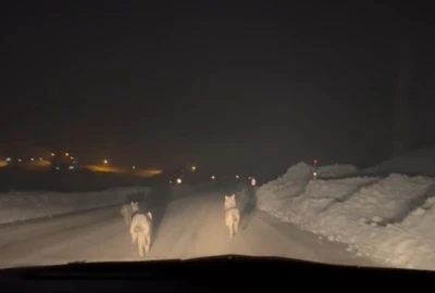 Y&uuml;ksekova&rsquo;da a&ccedil; kalan kurt s&uuml;r&uuml;s&uuml; k&ouml;y yoluna indi
