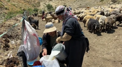 Y&uuml;ksekova&rsquo;da berivanların zorlu mesaisi: Kavurucu g&uuml;neş altında s&uuml;t sağma d&ouml;nemi bir aydır s&uuml;r&uuml;yor
