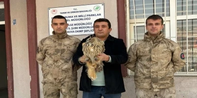 Y&uuml;ksekova&rsquo;da boynuzlu baykuş tedavi altına alındı

