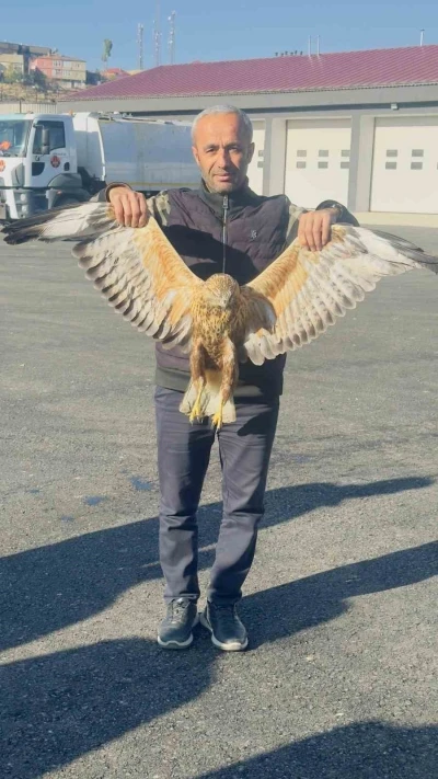 Yüksekova’da bulunan yaralı baykuşu tedavi altına alındı
