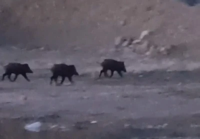 Y&uuml;ksekova&rsquo;da domuz s&uuml;r&uuml;s&uuml; g&ouml;r&uuml;nt&uuml;lendi
