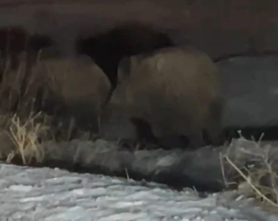 Yüksekova’da domuz sürüsü görüntülendi
