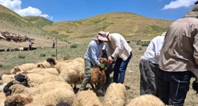 Y&uuml;ksekova&rsquo;da hayvanların aşılama ve kimliklendirme &ccedil;alışmaları s&uuml;r&uuml;yor
