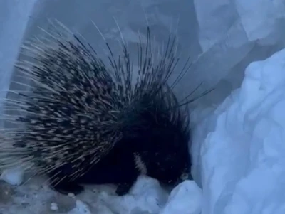 Y&uuml;ksekova&rsquo;da Hint oklu kirpi g&ouml;r&uuml;nt&uuml;lendi
