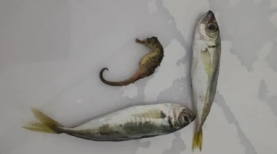 Yüksekova’da ilginç olay: Balıkların arasından denizatı çıktı
