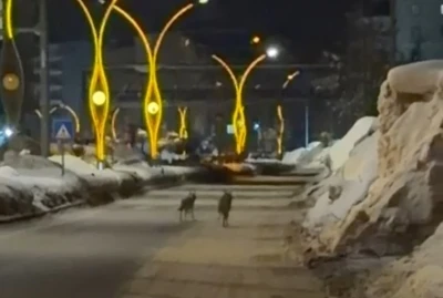 Y&uuml;ksekova&rsquo;da kurtlar şehir merkezine indi
