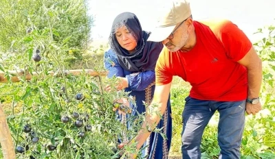 Yüksekova’da siyah domates 2 senedir aynı çiftçi tarafından yetiştiriliyor
