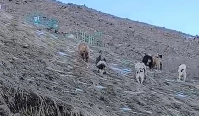 Y&uuml;ksekova&rsquo;da yerleşim yerine inen ayıları &ccedil;oban k&ouml;pekleri uzaklaştırdı
