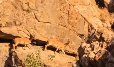 Yüksekova-Van kara yolunda sürü halindeki dağ keçileri görüntülendi
