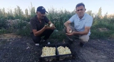 Yumurtadan 4 ayaklı civciv çıktı
