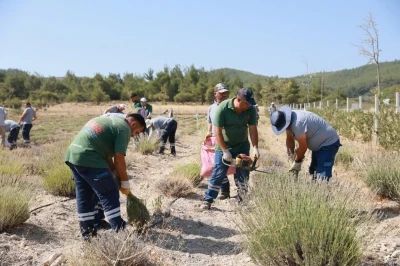 Yunusemre’de lavanta hasadı başladı
