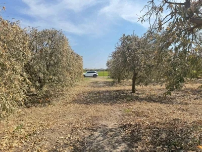 Yüreğir Ziraat Odası Başkanı Doğan: &quot;Greyfurt üreticileri de destek programına alınmalı&quot;
