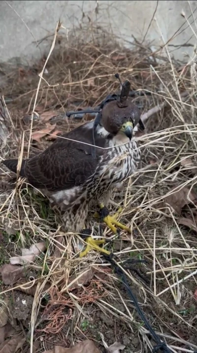 Yurt dışına kuş kaçırma hazırlığında olan 2 kişiye 1 milyon 524 bin lira ceza
