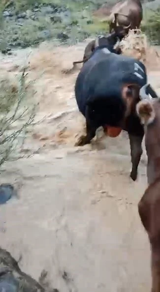 Yusufeli&rsquo;nde taşan dereden ge&ccedil;en b&uuml;y&uuml;kbaş hayvanlar kamerada
