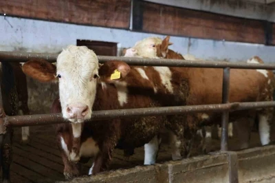 Y&uuml;zde 60 hibe aldığı destekle 300 hayvanlık &ccedil;iftlik kurdu
