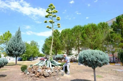 Yüzyılın çiçeği ’Sabır’ Balıkesir’de açarak, gerçek oldu

