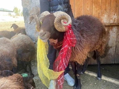 Yüzyıllık &quot;koç katımı&quot; geleneği Ağrı’da yaşatılıyor
