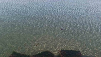 Zehirli pusula deniz anaları Tekirdağ sahilinde g&ouml;r&uuml;ld&uuml;
