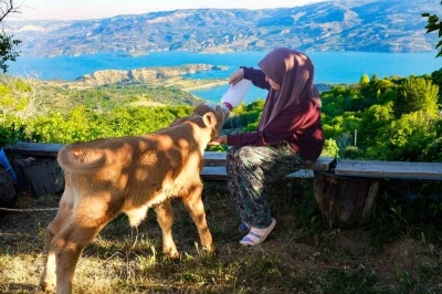 Zehra&rsquo;nın hayvan sevgisi sosyal medyada ilgi odağı oldu
