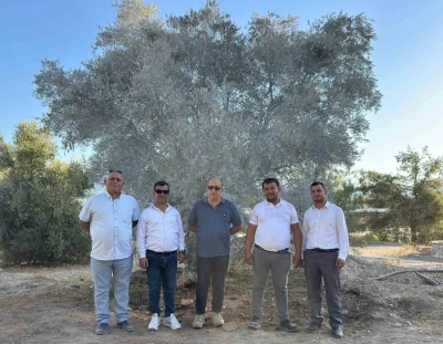 Zeytin ağacı bilimsel yöntemlerle taşındı
