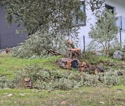 Zeytin ağa&ccedil;larını kesen ve g&ouml;revinden istifa eden CHP&rsquo;li başkana 36 bin 762 lira para cezası
