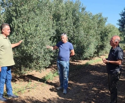 Zeytin bahçelerinde zararlı kontrolleri yapıldı
