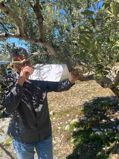 Zeytin g&uuml;vesine karşı tuzak kurulumları başladı
