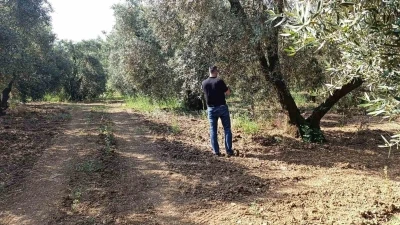 Zeytin sineğine karşı entegre m&uuml;cadele &ccedil;alışmaları hız kesmeden devam ediyor
