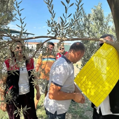 Zeytin üreticilerine zeytin sineğiyle mücadele için tuzak dağıtıldı
