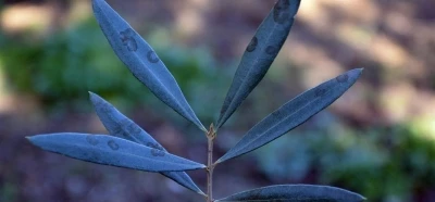 Zeytinde halkalı leke hastalığı ile mücadele çağrısı yapıldı
