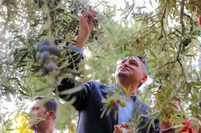 ’Zeytinin Yolculuğu’ Aliağa’da şenlikle kutlandı
