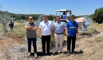 Zeytinler b&uuml;y&uuml;yor, Milas kazanıyor
