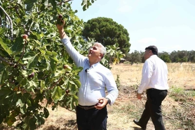 Zeytinlikler arasındaki ’bal’lı lezzet: Havran siyah inciri
