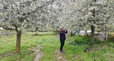 Zirai don uyarısı yapılan b&ouml;lgelerde hasar tespit &ccedil;alışması yapıldı
