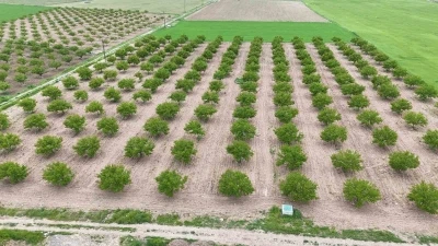 Zirai don ve iklim şartları kayısıda verim beklentisini d&uuml;ş&uuml;rd&uuml;
