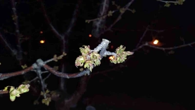 Zirai don zararına uğrayan çiftçilere destekleme ödemesi yapılacak
