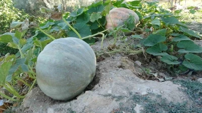 Zirai donun vurduğu Malatya’da bal kabağında yüksek verim
