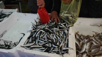 Zonguldak&rsquo;ta limandan 500 ton hamsi &ccedil;ıktı
