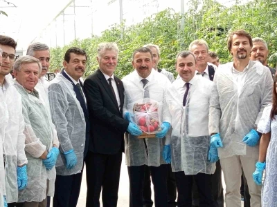 Zonguldak’ta Sera OSB’de ilk domates hasatı gerçekleştirildi
