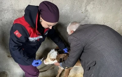 Zoonoz hastalıklarına karşı aşılama &ccedil;alışmaları s&uuml;r&uuml;yor
