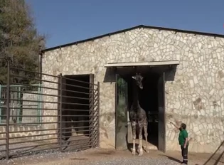 Zürafalar ile bakıcılarının dostluğu şaşırtıyor