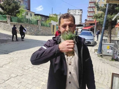 Zuzubak otu, k&ouml;yl&uuml;ler i&ccedil;in &ouml;nemli bir gelir kapısı
