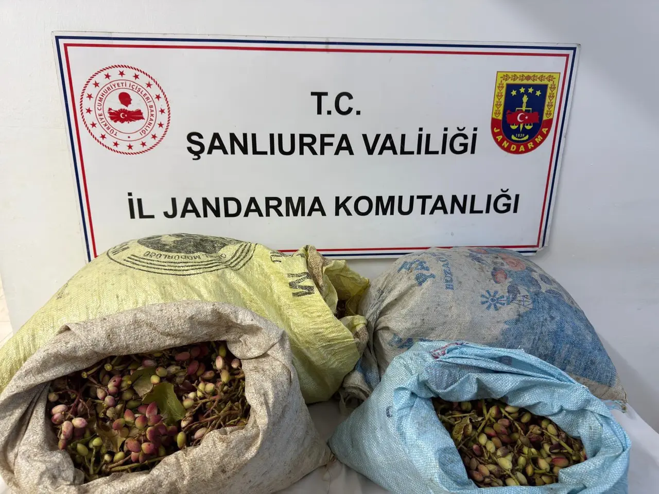 Ceylanpınar’da yaklaşık 75 kilo Antep fıstığıyla 4 kişi yakalandı
