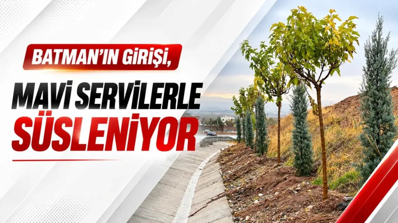 Diktepe güzergahında toprakla buluşturulan mavi servi fidanları