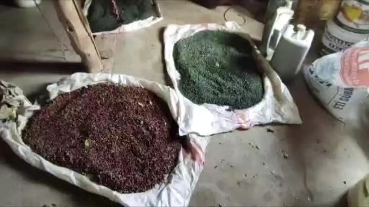 Sason’da menengiç hasadı aile bütçelerine katkı sağlıyor