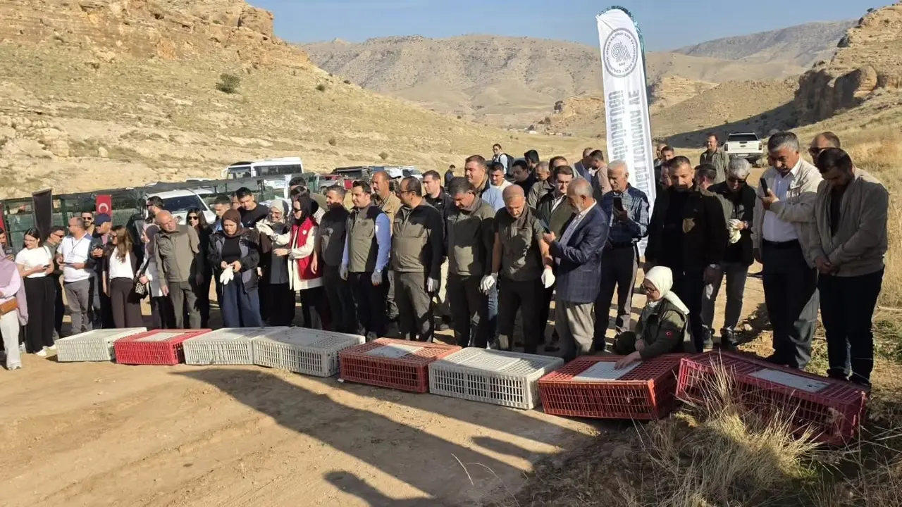 Batman’da doğal yaşam için 300 keklik koruma alanlarına bırakıldı